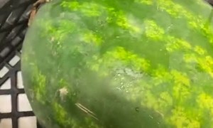 Rotten Watermelon Explosion