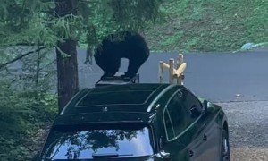 Black bear caught climbing onto home's trash bin 