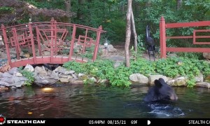 Black Bear Goes for a Swim in Koi Pond