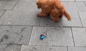 Puppy Helps Street Performer with Show