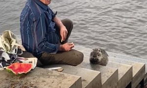 Kind Man Feeds Nutria Potatoes and Watermelon