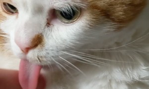 Helping Porkchop the Cat 'Reset' His Long Tongue