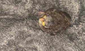 I Found a Baby Bird in My Wall