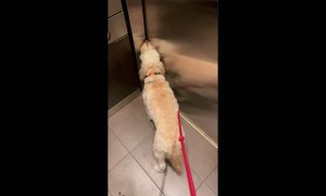 old man… fren… pizza… cat… HOME