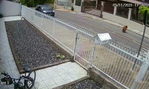 Dogs Go Back to Barking Through Fence After Opening Gate
