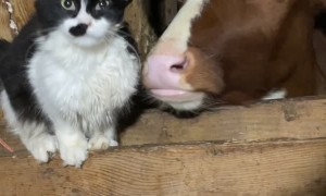 Cat Gets Groomed By Calf