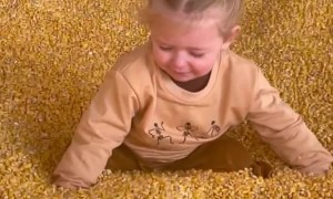 Girl Going Down Slide Has Rough Landing in Corn