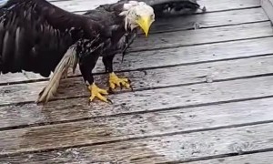 Rescuing a Bald Eagle
