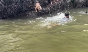 Zeus the Bully Faces Fear of Swimming to 'Save' Eldest Son