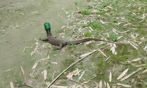 Man Cuts Plastic Bottle off Monitor Lizard Saving it