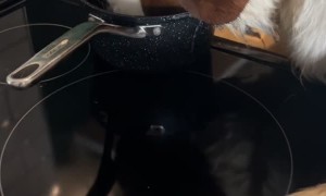 Saint Bernard Helps Himself to Stew