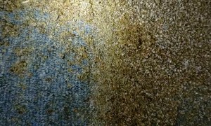 Really Bad Bedbug Infestation