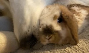 Husky Grooms Her Bunny Friend