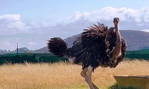Ostrich Dances in Circles