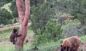 Acrobatic Bear Goes For Bird Feeder