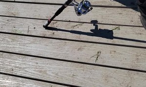 Mink Steals Fisher's Catch