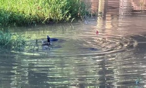 Large Cottonmouth Snakes Battle Over Female