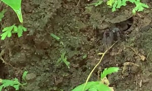 Don't Touch the Mountains in Costa Rica
