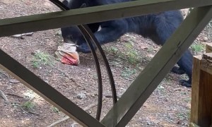 Burger Craving Bear Finds Food in the Trash
