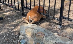 Firefighters Use Jaws of Life to Rescue Deer Stuck in Fence