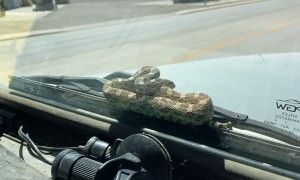 Snake Takes a Ride on the Windshield