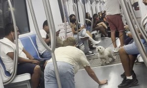 A Man and a Dog Converse On The Metro