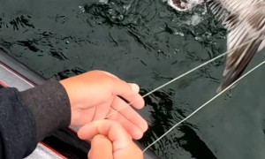 Fisherman Accidently Catches Seagull While Casting