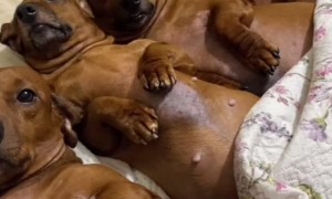 Adorable Dachshunds Lined Up in a Row