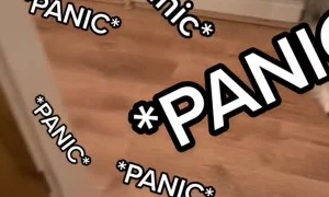 Dog's First Time in House with Cat