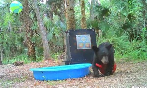 Bear Cub Loves Ball and Pool