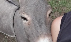 Smiley Donkey Loves Cuddles