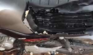 Left At Home Doggo Destroys Motorcycle Seat