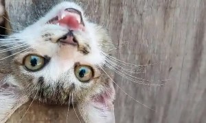 Kitten Gets His Head Stuck in a Hole