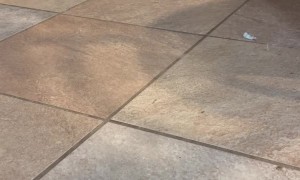 Orphaned Kitten and Raccoon are Inseparable