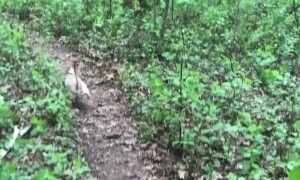 Daily Workout for My Cat… and Husband