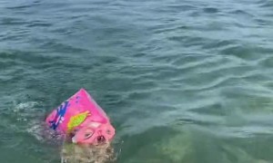 Chihuahua Swims With Goggles and Water Wing