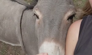 Adorable Donkey Loves Affection
