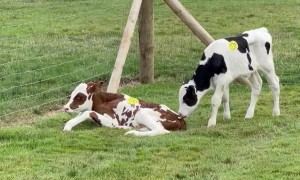 Cow's Escape Foiled by Fence