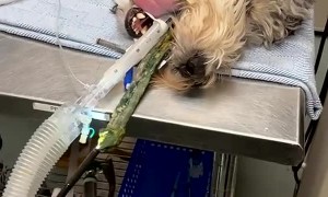 When Dogs Eat Things They Shouldn't