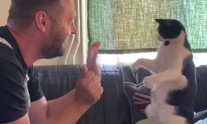 Dennis the Menace the Cat Plays Patty-Cake with Friend