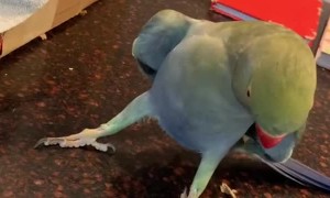 How to Woo a Girl, According to Beaker the Parrot