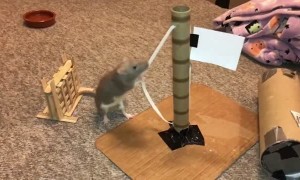 Bean the Rat Completes a Mario Agility Course