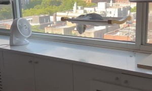 Shrimp the Cat Sleeping Upside Down in Window Hammock