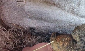 Mother Hen Adopts Baby Rabbit