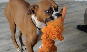 Boxer Dog Dances with Toy