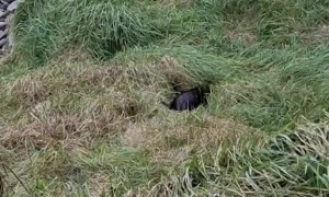 Helping a Baby Seal Find its Way Back Home