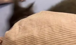 Kitten Kills This Person's Dreams of Dinner