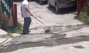 Man Walks Pet Opossum