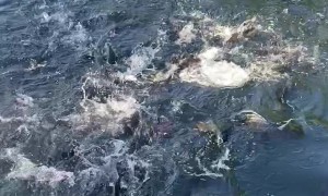 Feeding a Pond Full of Fish