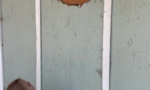 Kid Knocks and Horse Answers